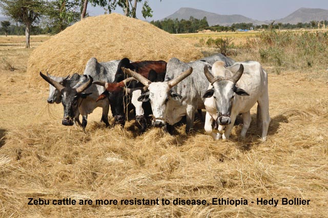 zebu cattle are more resistant to disease, Ethiopia