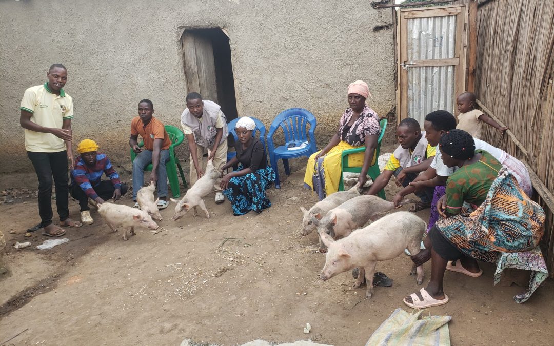 YAWORA - people in yard with pigs from piggery project