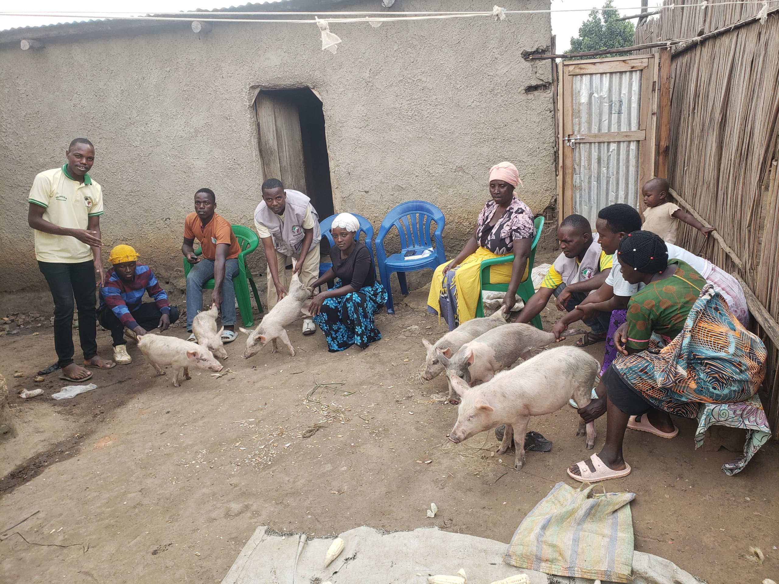 YAWORA - people in yard with pigs from piggery project