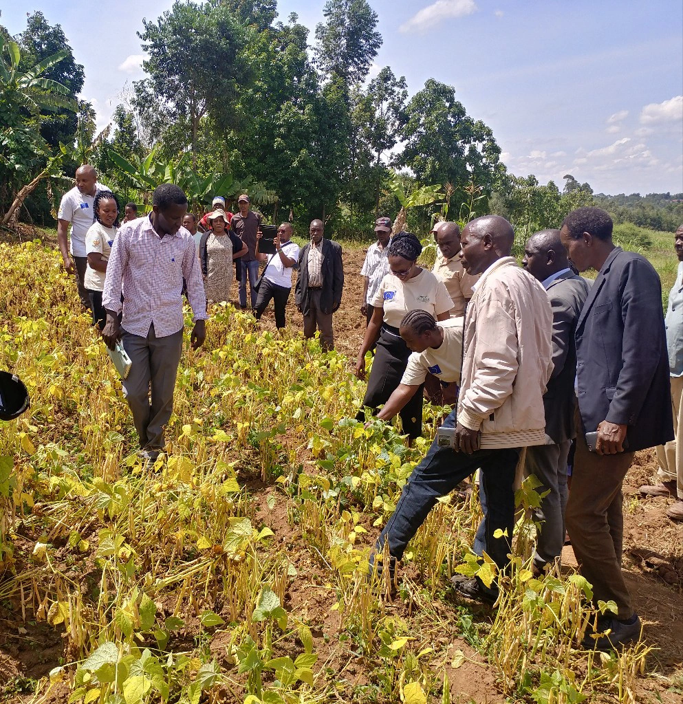 farmers in demonstration plot learning about biofortified beans